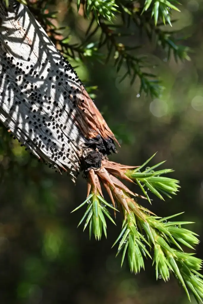 Fresh juniper shoot tips dying back with black pycnidia specks.