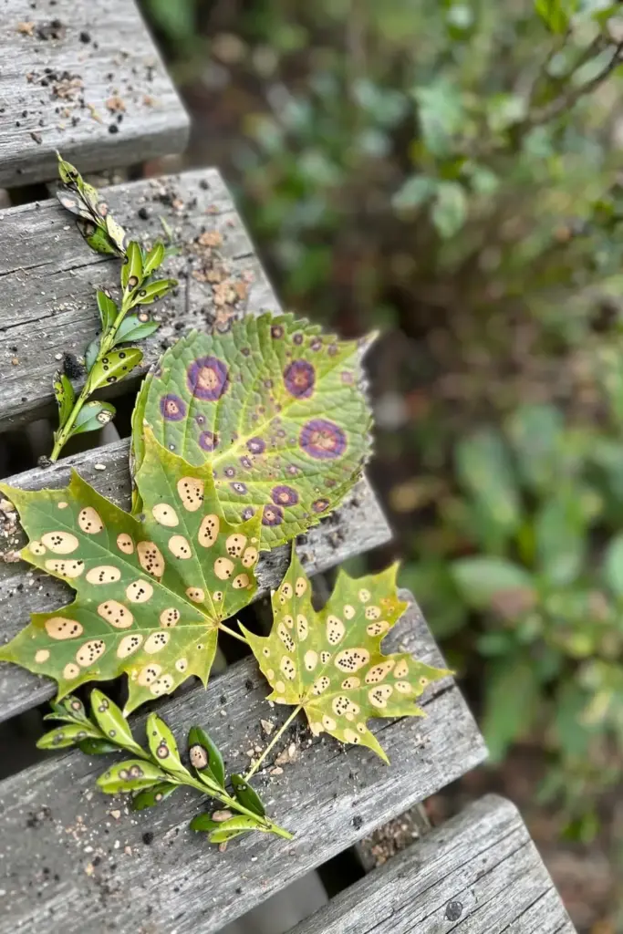 Spotted leaves arranged on a garden bench for identification.