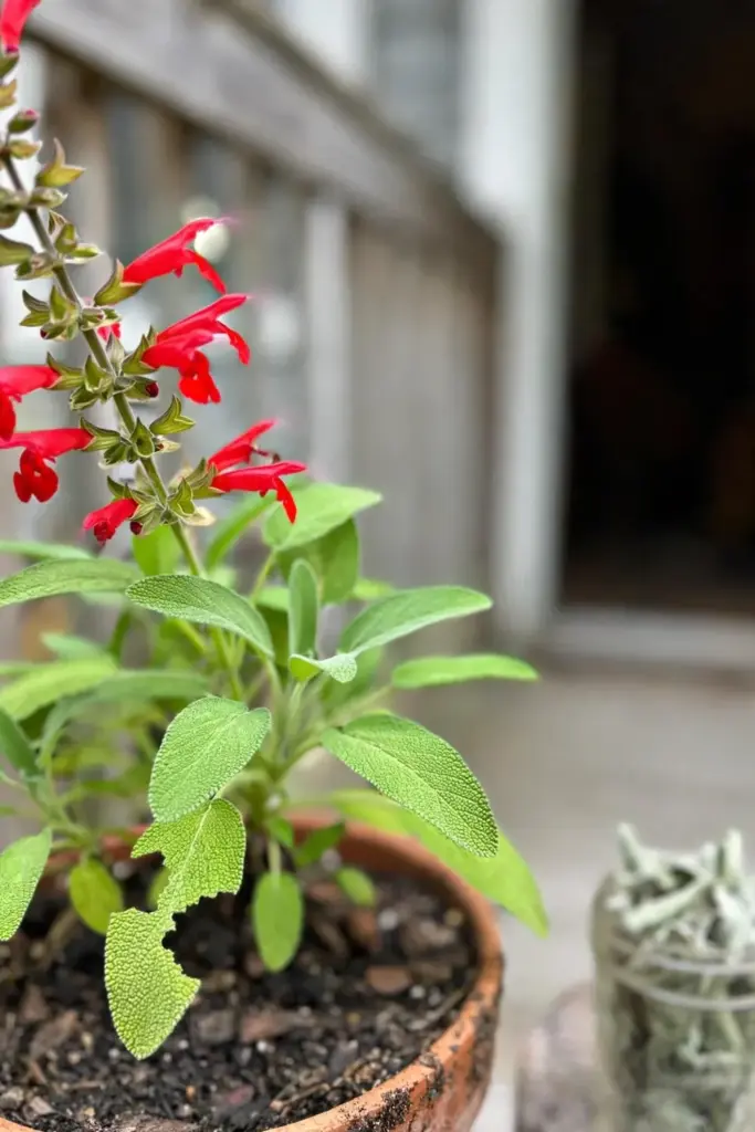 Scarlet pineapple sage trumpets blooming in a pot on a fall porch