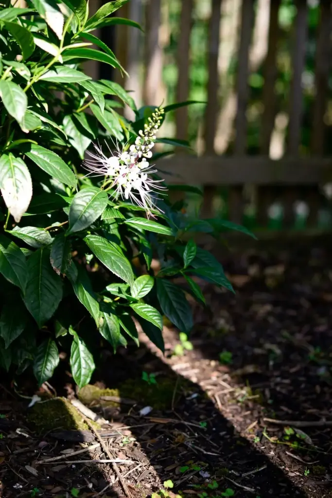 Java tea plant in morning sun with shade falling across the bed