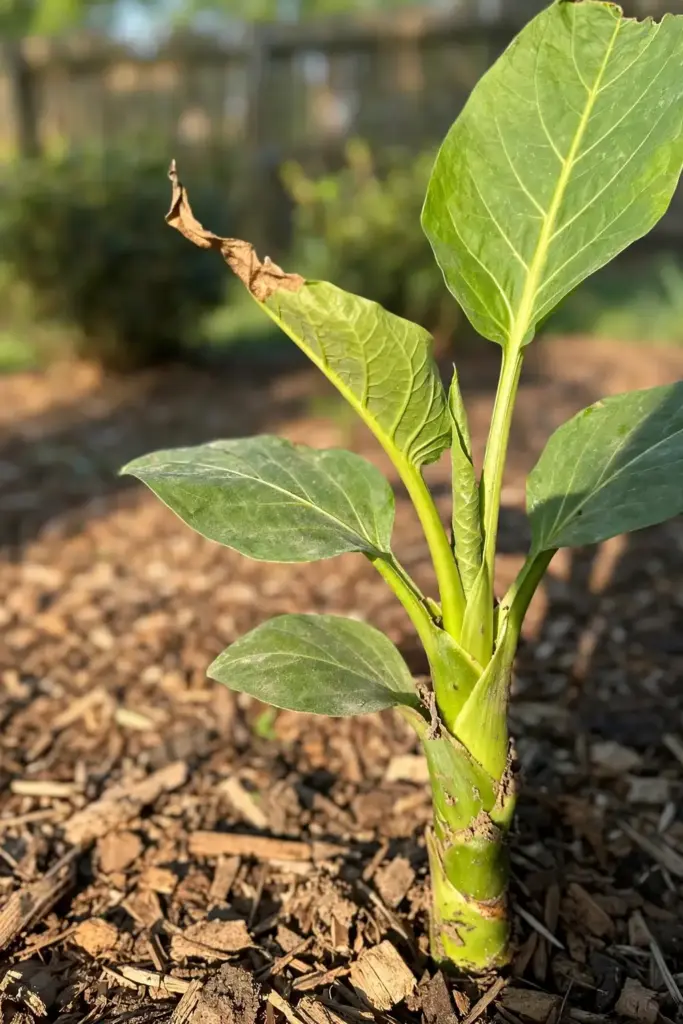 Young plantain plant growing in a tidy mulched garden bed in full sun