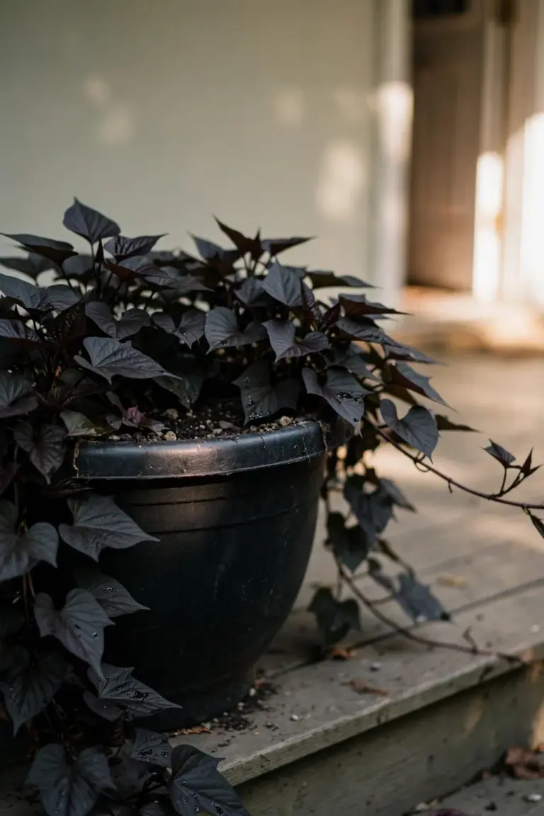 Black plastic cauldron planter overflowing with dark-leafed sweet potato vines on a porch step