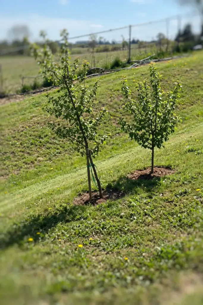 Two young fruit trees planted on a gentle sunny slope with open air