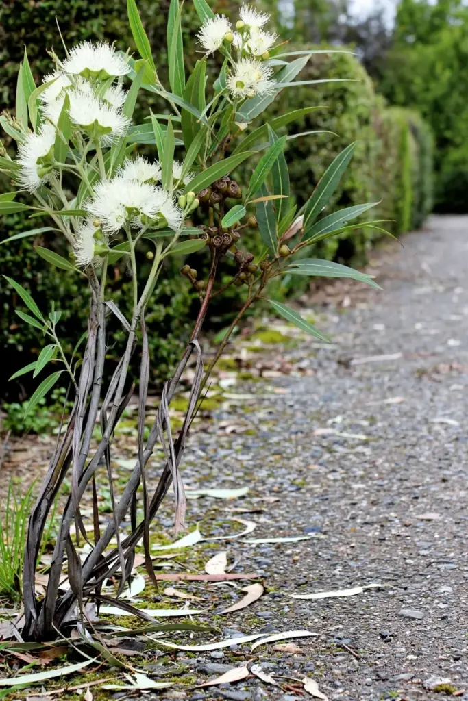 Multi-stemmed plunkett mallee with smooth gray bark and white flowers beside a path