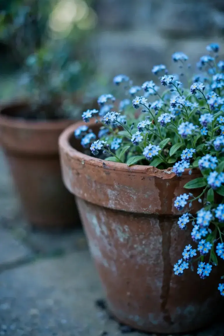 Forget-me-nots flowering in a terracotta pot on a shaded patio