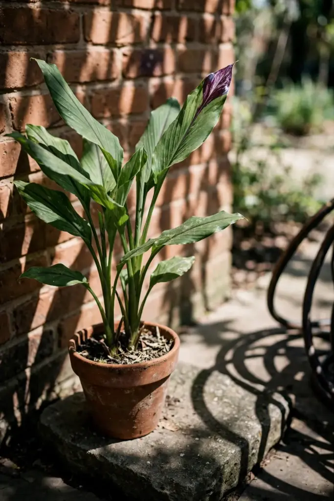 Potted black turmeric plant against a warm brick wall on a patio