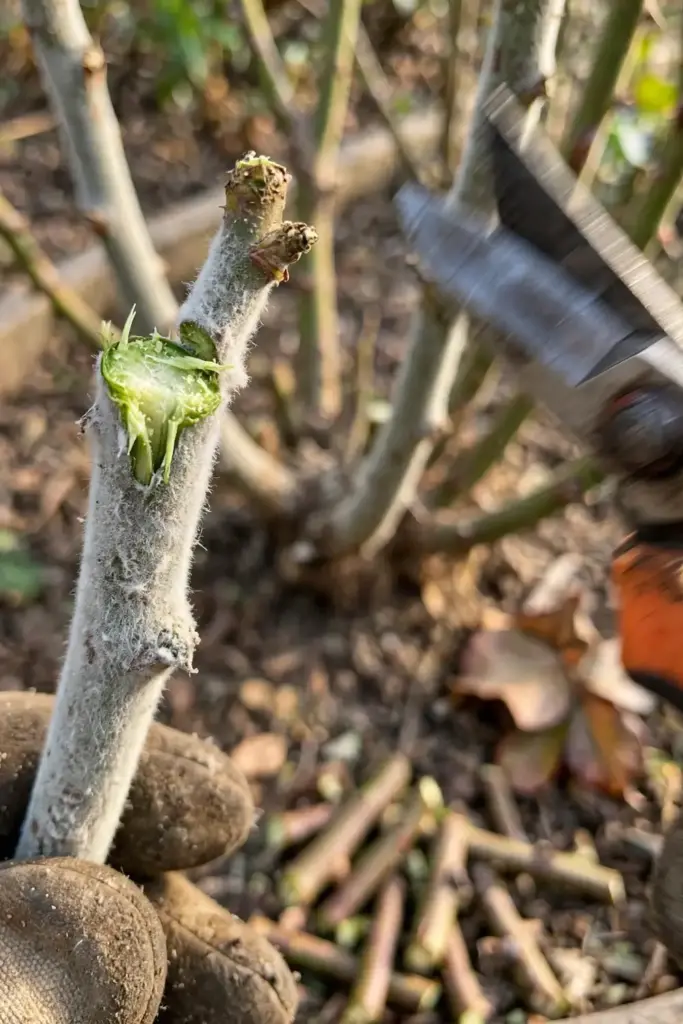 Pruning shears cutting a mildew-coated rose cane held in a worn garden mitt