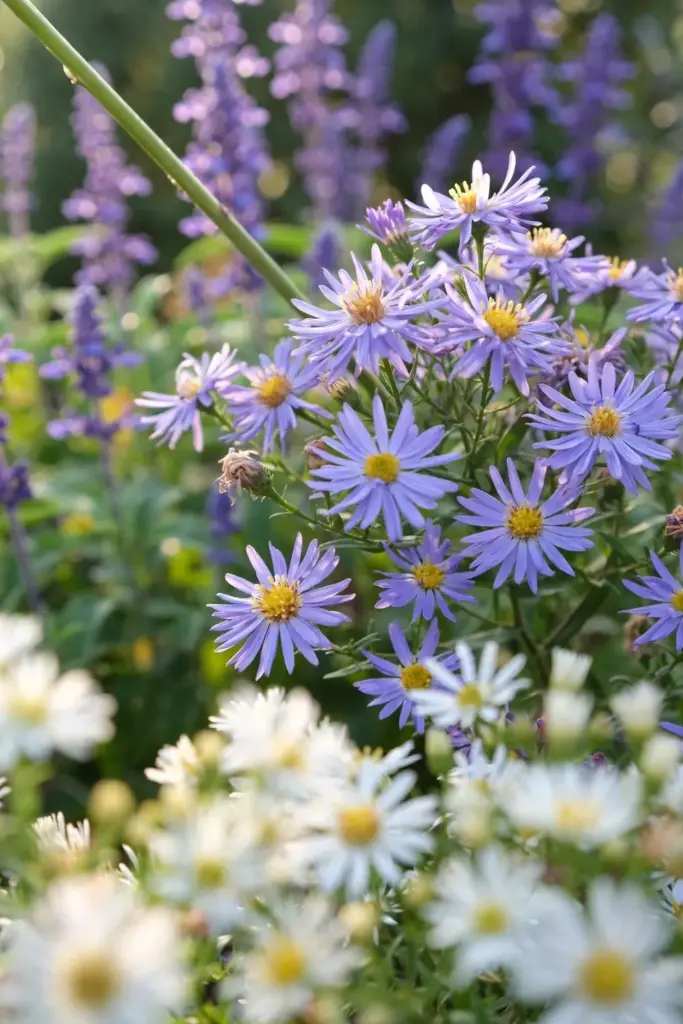 Professor Kippenburg aster with lavender-blue flowers in layered border