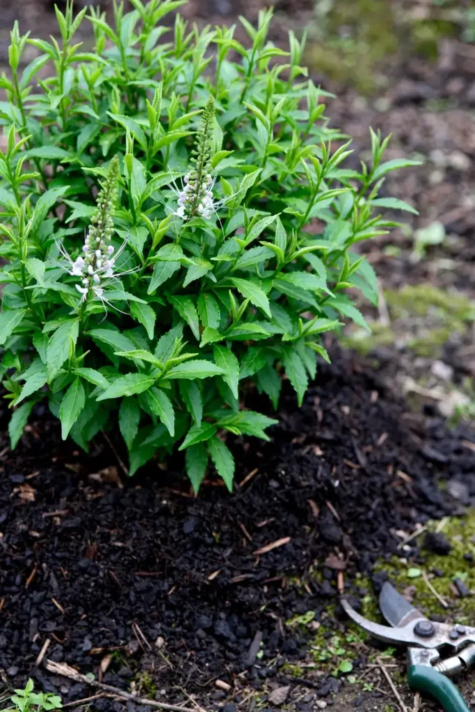 Bushy pruned Java tea plant with fresh compost top-dressing