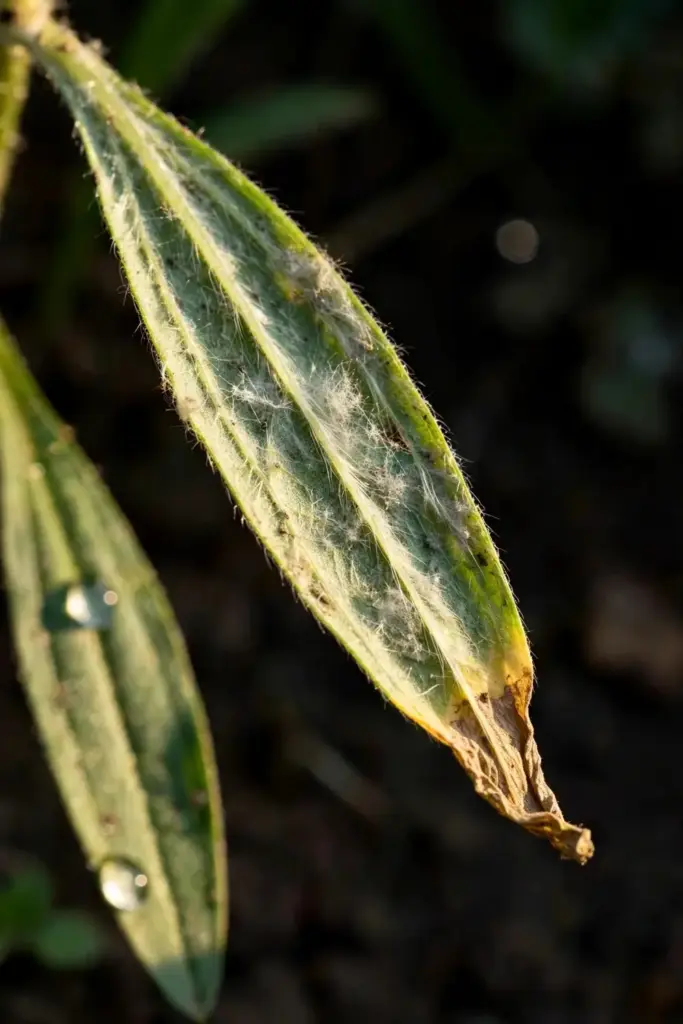 Isabgol leaf showing downy mildew symptoms in macro