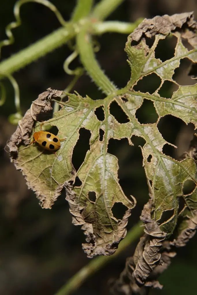 Yellow spotted pumpkin beetle on a leaf chewed down to veins