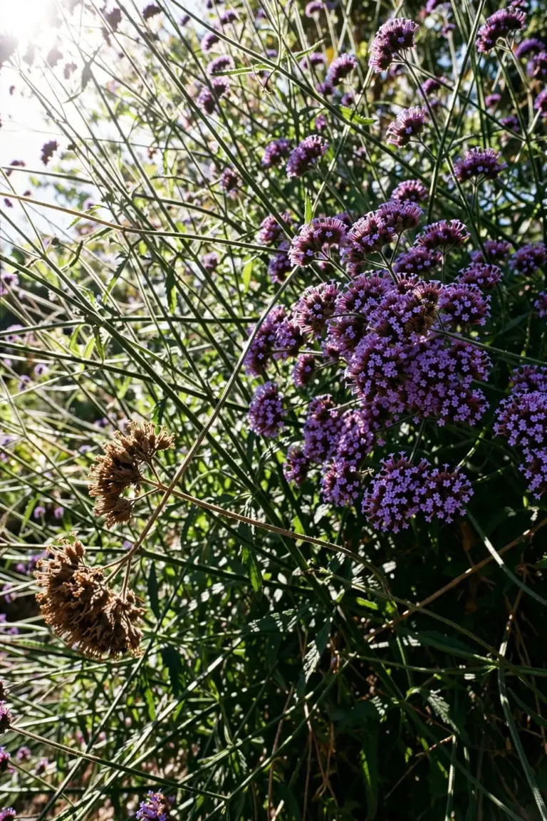 A full clump of tall verbena covered in purple flower clusters