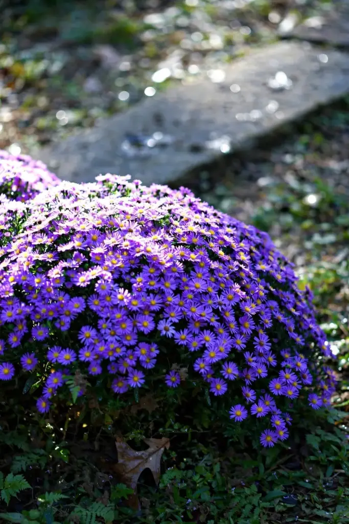 Purple Dome dwarf aster forming a dense low mound of violet flowers