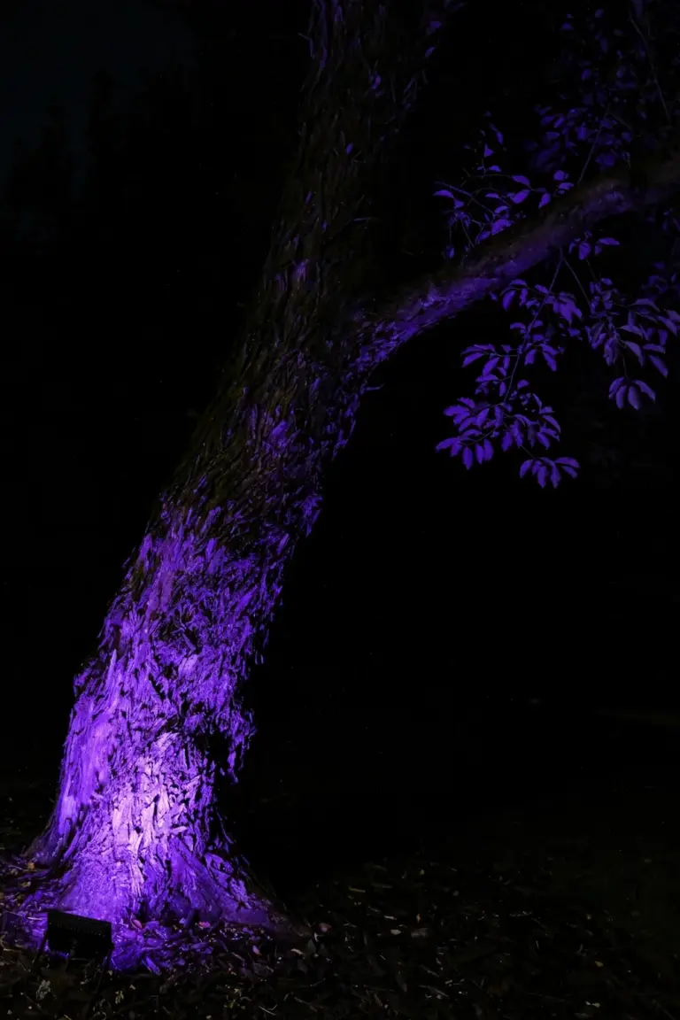 Large garden tree washed in purple light from a ground uplight at night