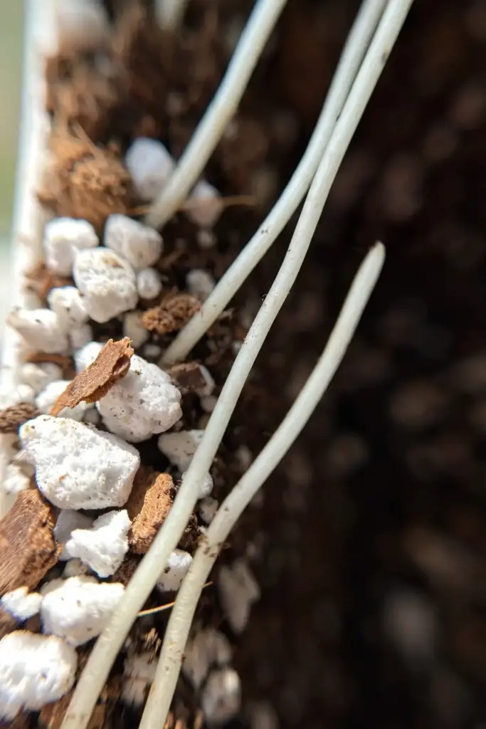 Extreme macro of fresh perlite-amended potting mix with clean white roots.