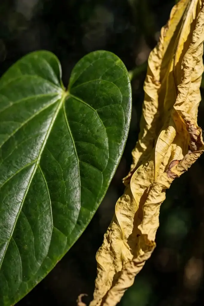 Extreme macro of a healthy green leaf beside a yellowing wilted leaf.