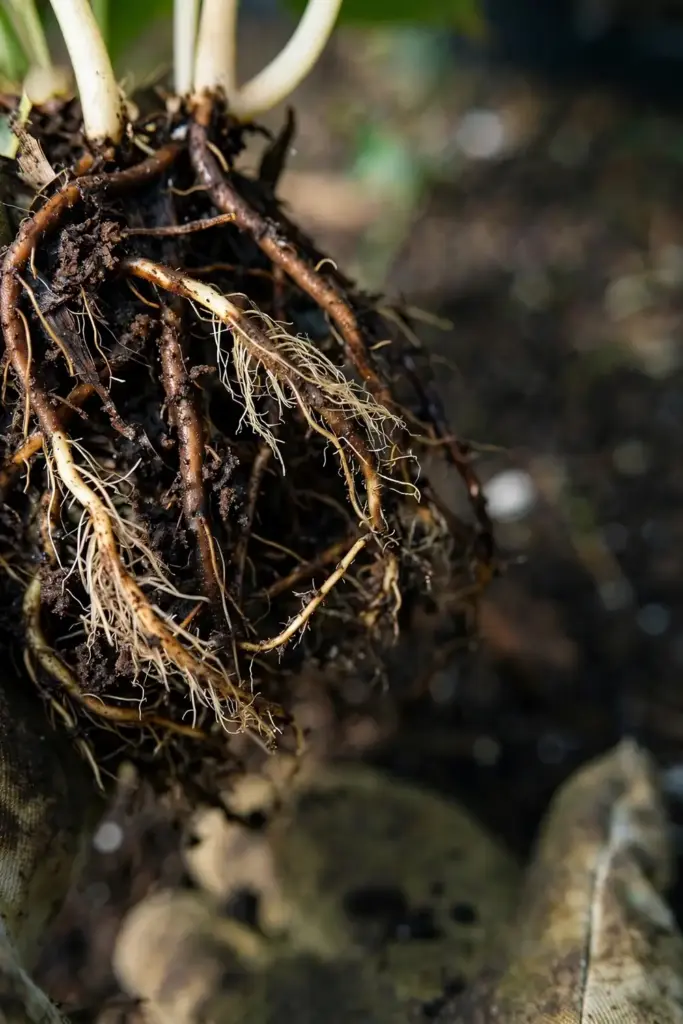 Brown mushy houseplant roots held in a gloved hand, cortex sloughing off.