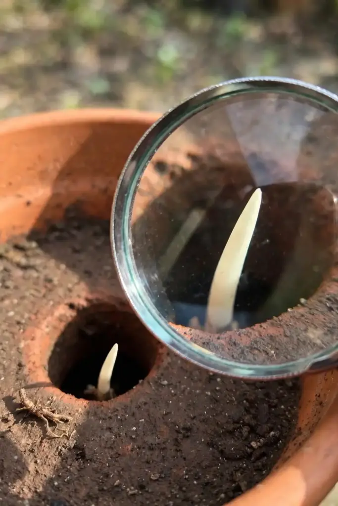 New white root tip at a drainage hole inspected with a magnifying glass.