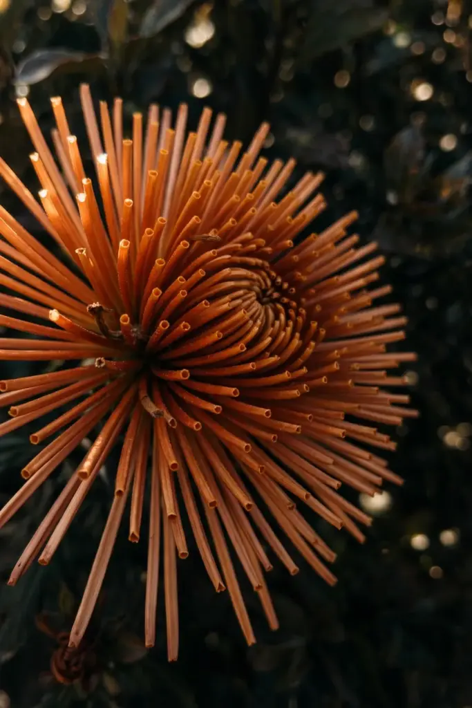 Quill mum with fine tubular ray florets