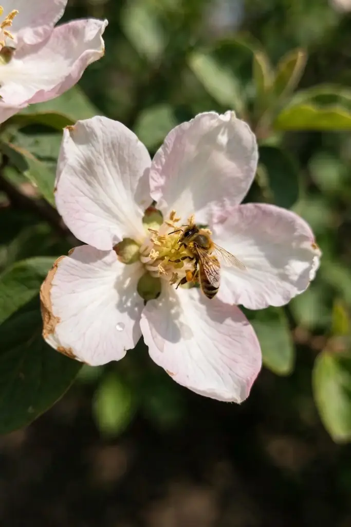 Quince blossom with a bee visiting the pale pink flower