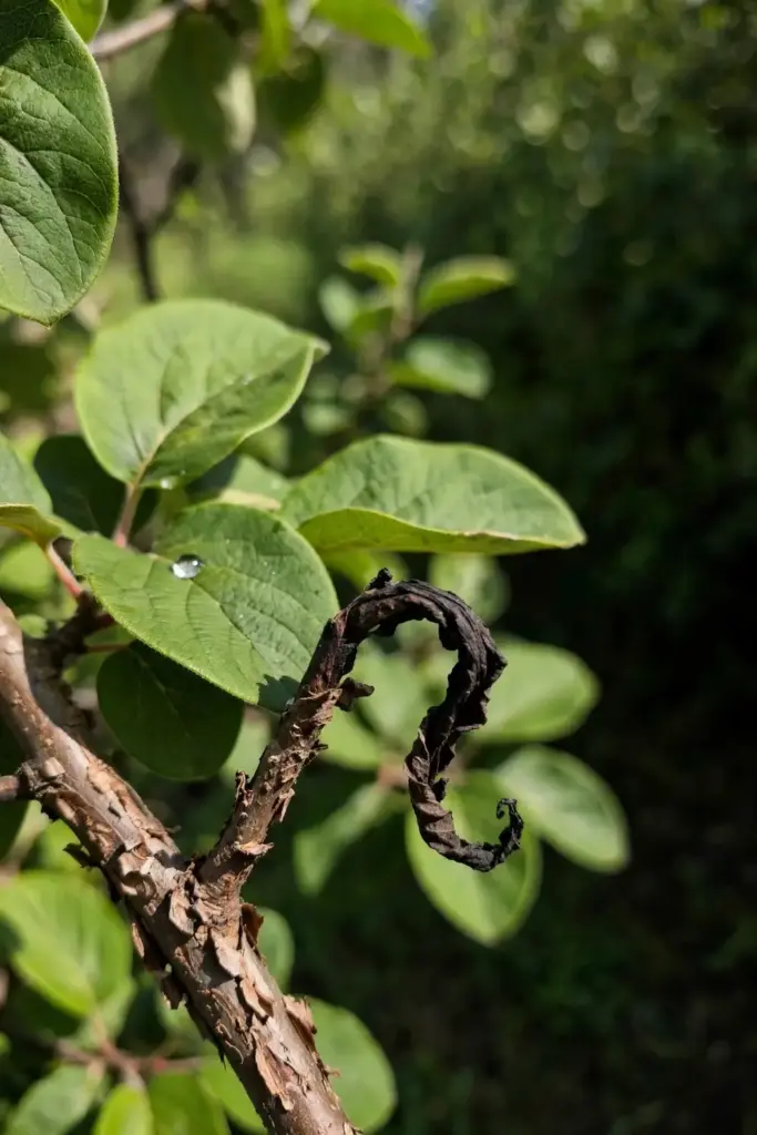 Fire blight struck blackened shoot tip on a quince branch