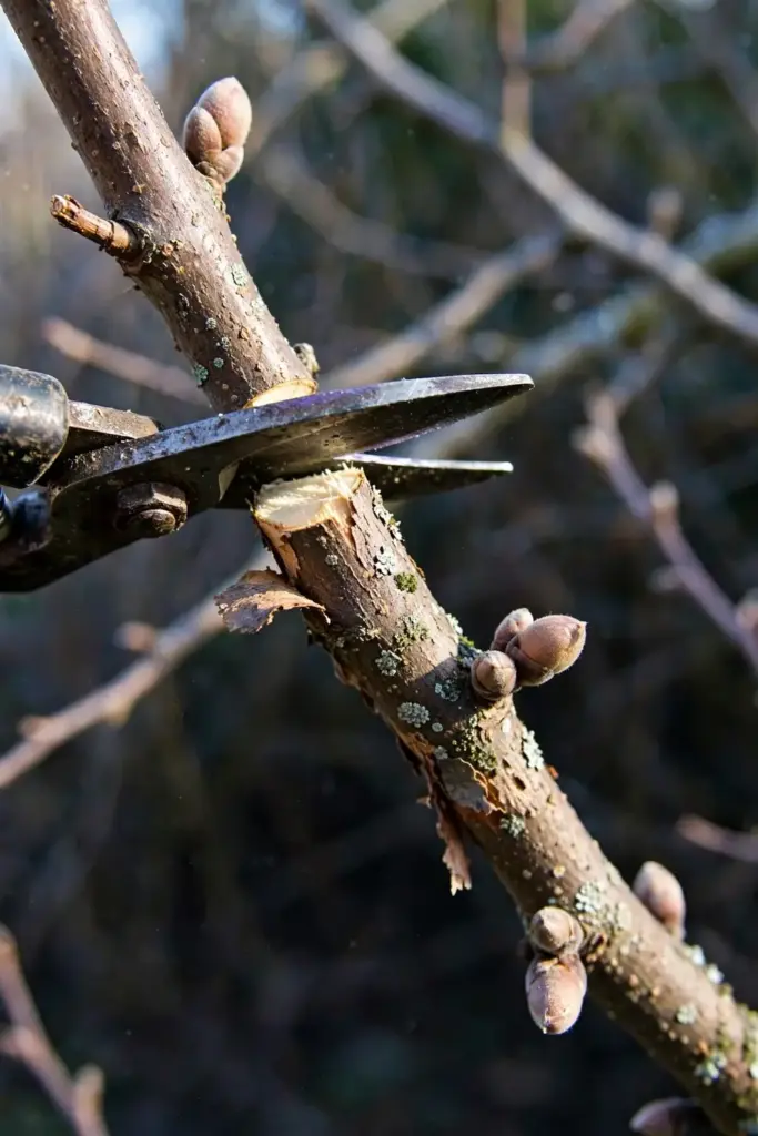 Pruning shears making a clean cut on a quince branch in winter