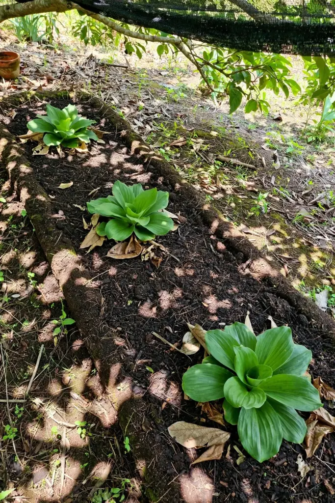 Kencur plants on a raised bed under a light tree canopy in dappled light