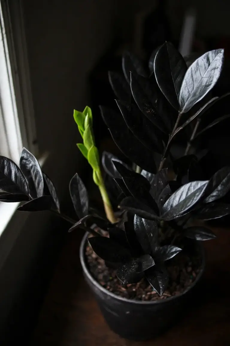Raven ZZ plant with near-black glossy leaflets and one lime-green young stem