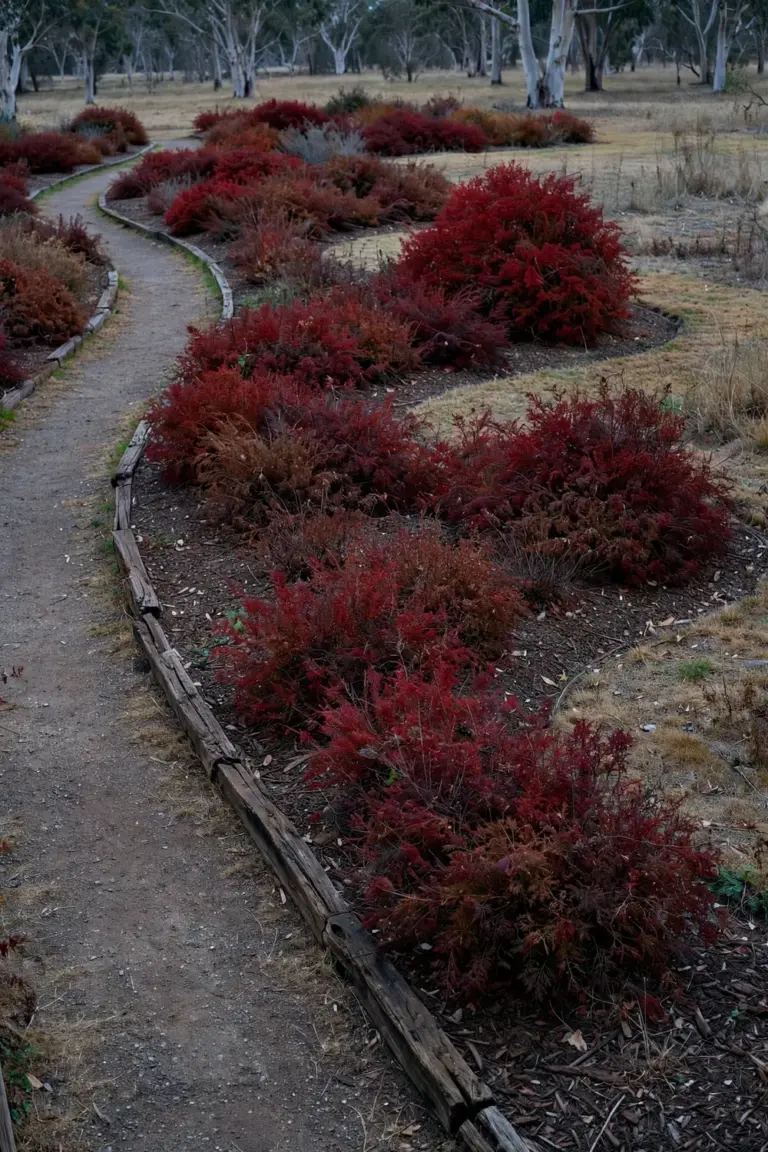 Wide red autumn garden with fine-textured red plantings