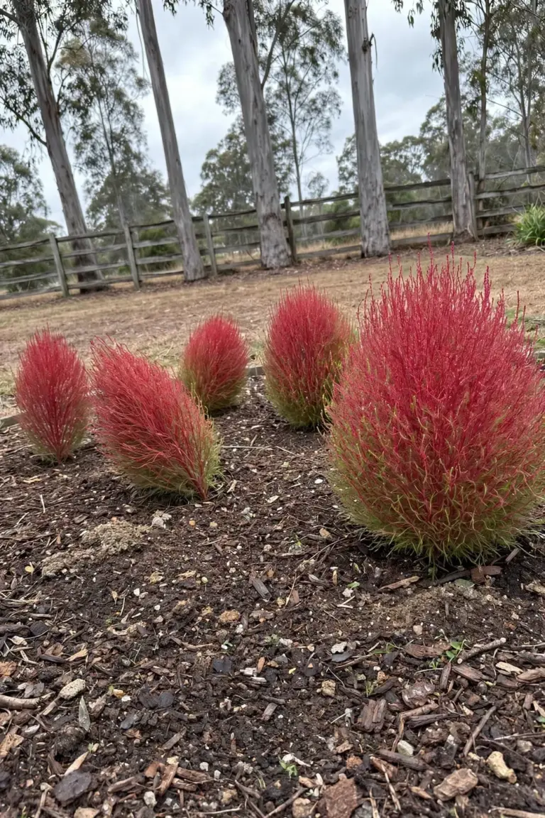 Garden bed of red kochia mounds with eucalyptus trees behind