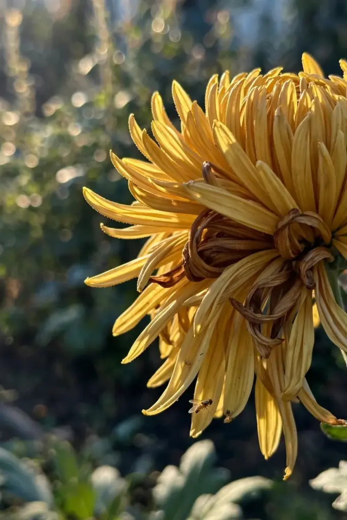 Reflex mum with outward-falling mop-like petals