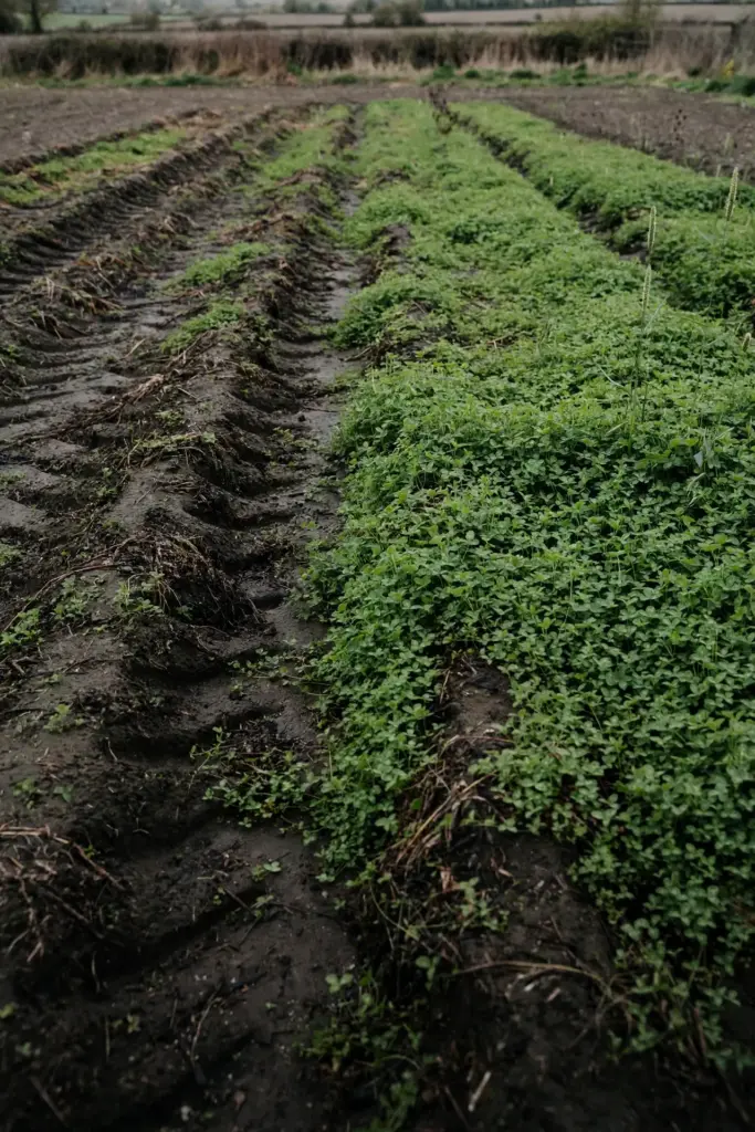 Low green cover crop in soft rows across a field rotated out of strawberries.