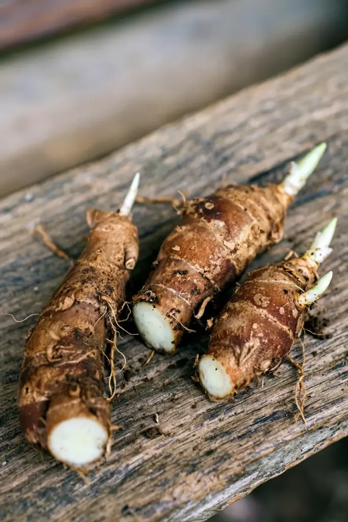 Kencur rhizome pieces with pale shoot buds on a weathered timber board