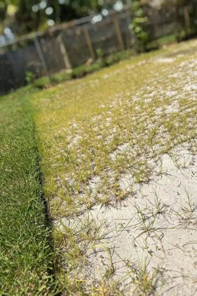 Centipedegrass lawn thinning over pale sandy soil, the highest-risk combination.