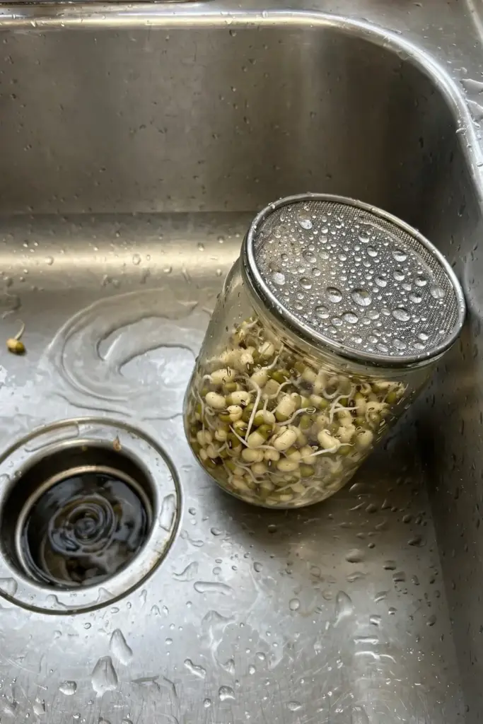 Sprouting jar tilted in a kitchen sink, mesh lid beaded with water