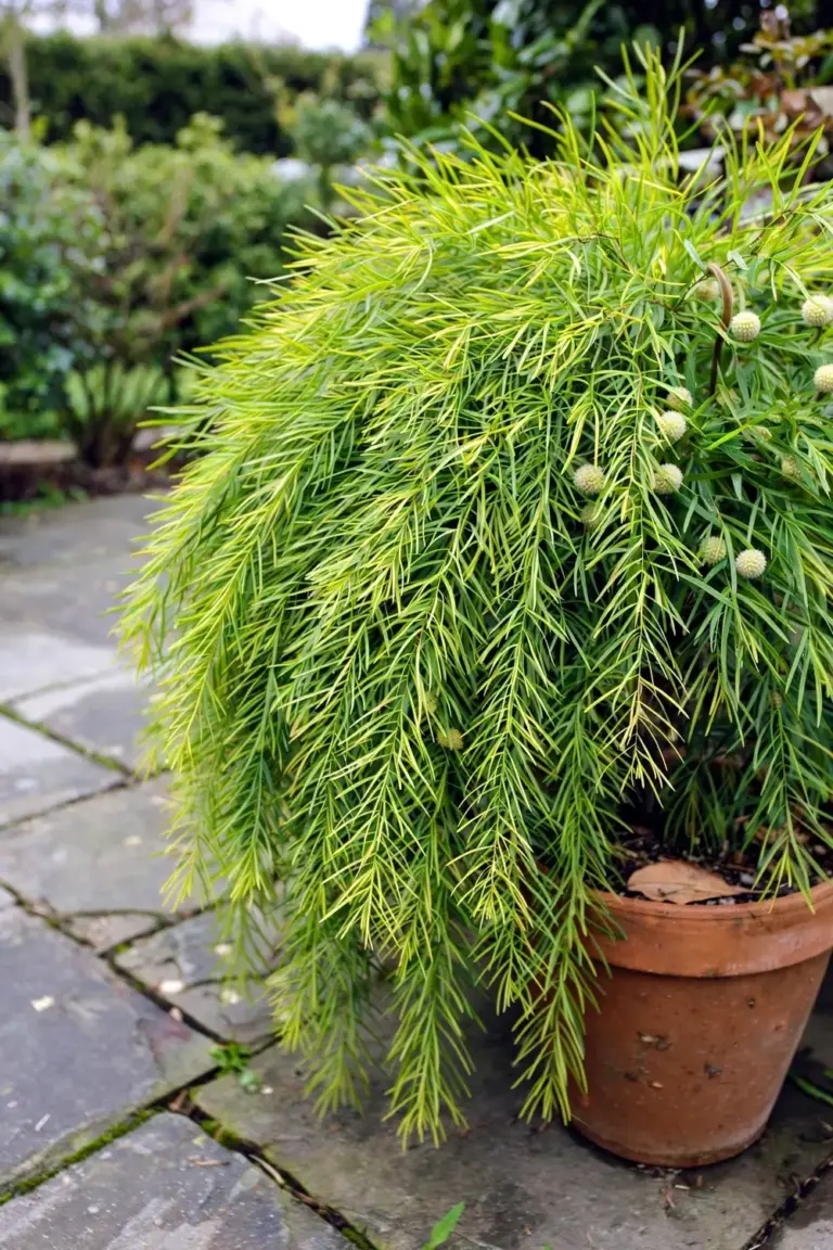 River wattle cultivar as a weeping lime-green mound in a pot