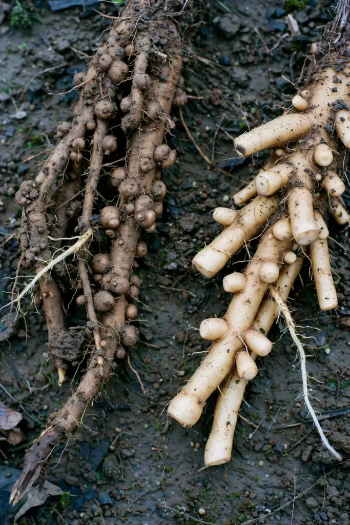 Two root masses side by side, galled roots and swollen tips
