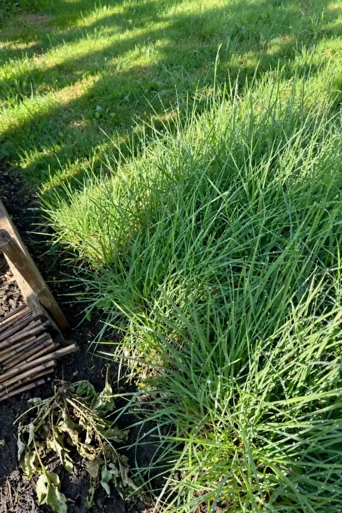 Bed planted to dense annual ryegrass cover crop