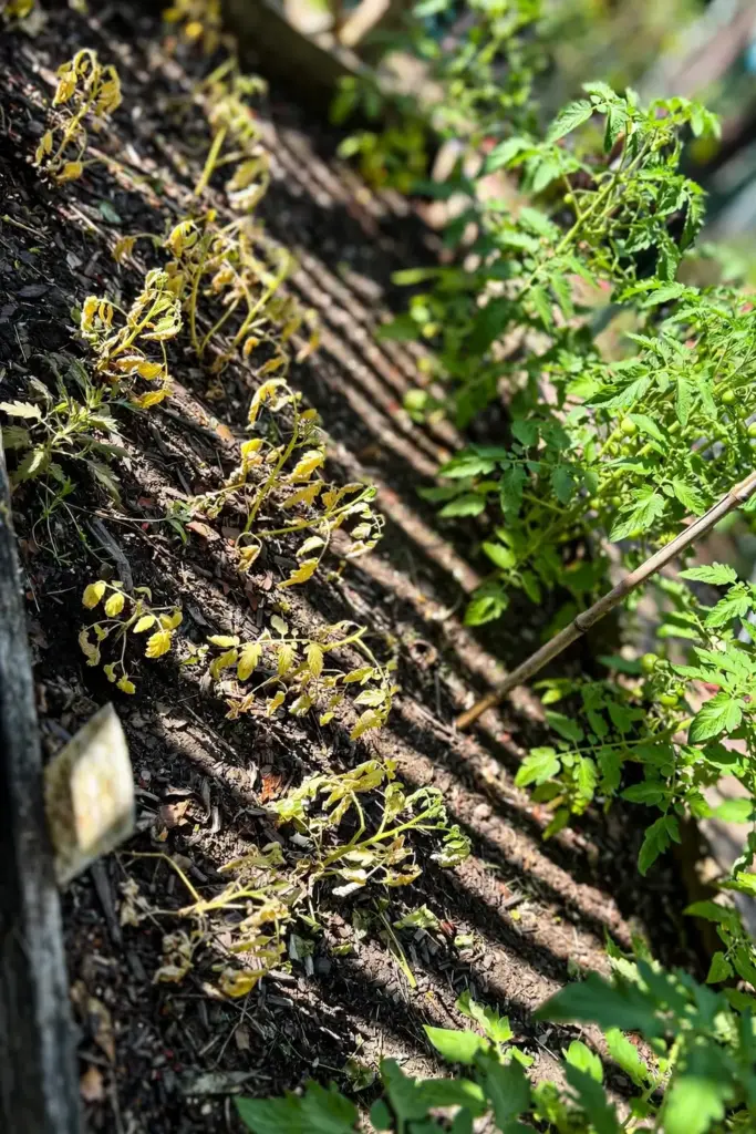 Vegetable bed with patchy stunted tomato plants next to a thriving row