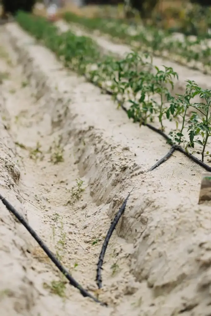 Sandy vegetable bed with continuous tomato rows
