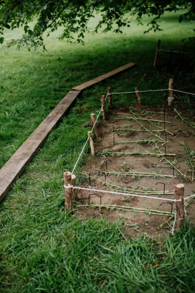 Roped-off lawn repair patch with string stakes and pegged runners