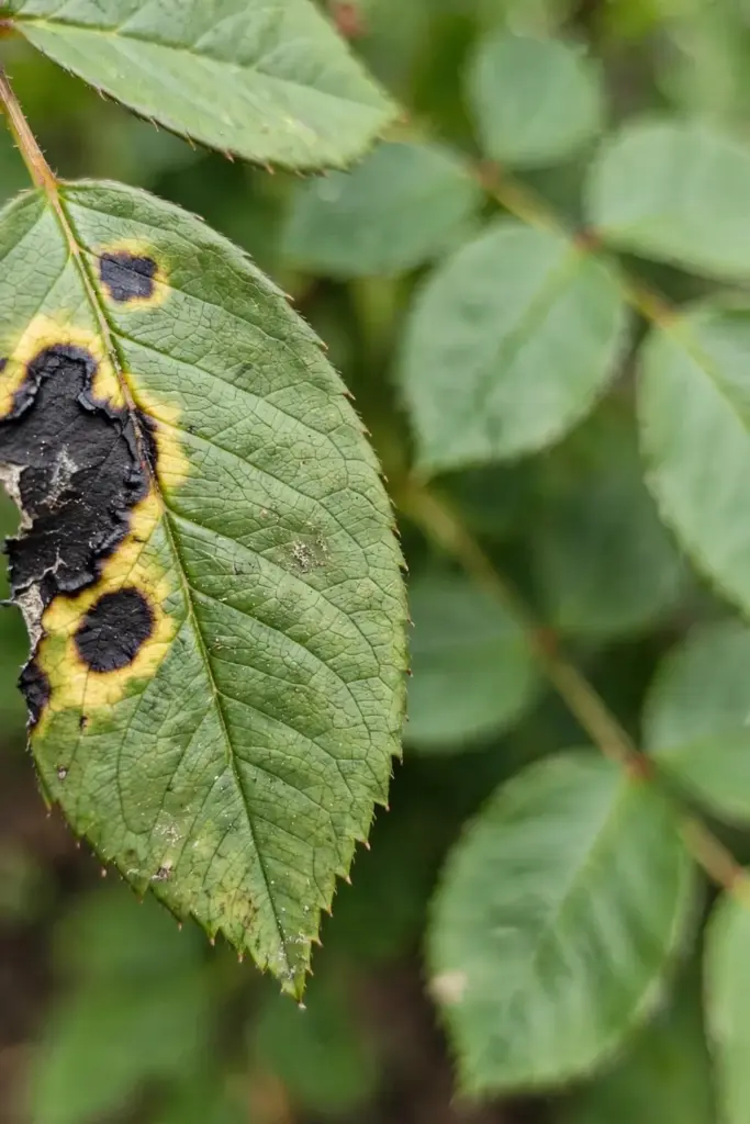 Rose leaflet with black spot disease symptoms in macro detail