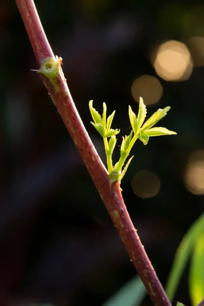 Pinched roselle stem tip pushing two new side shoots