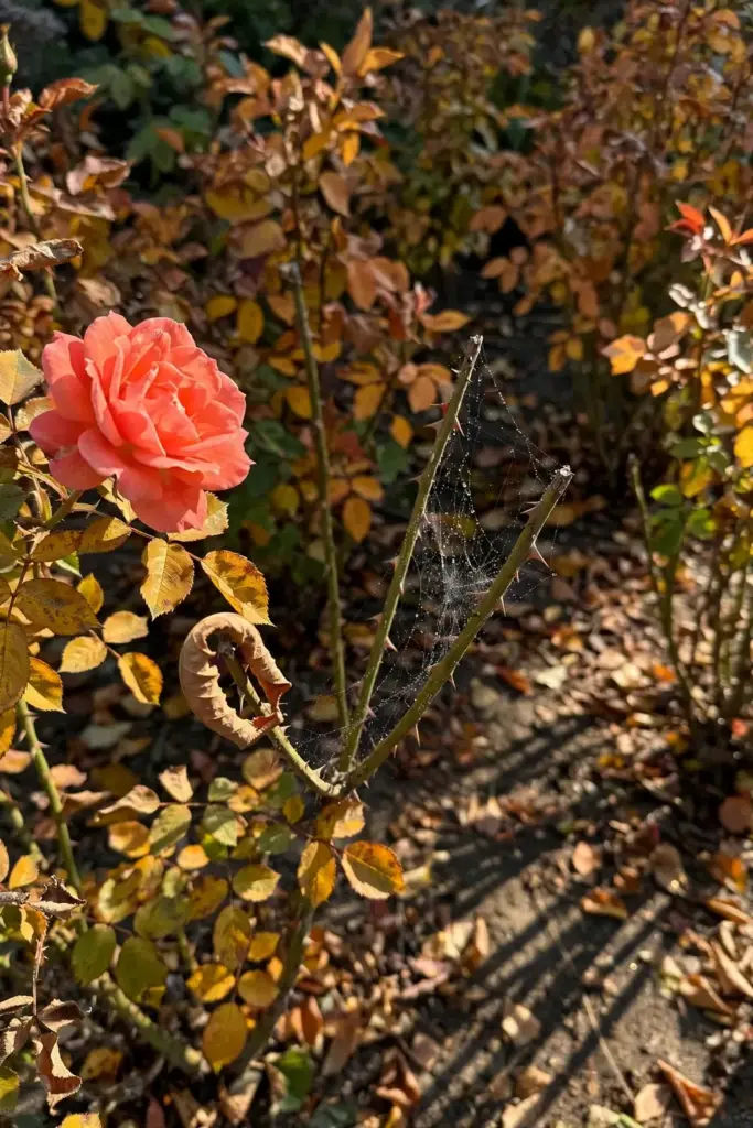 Rose bush with autumn foliage colors in a fall garden bed