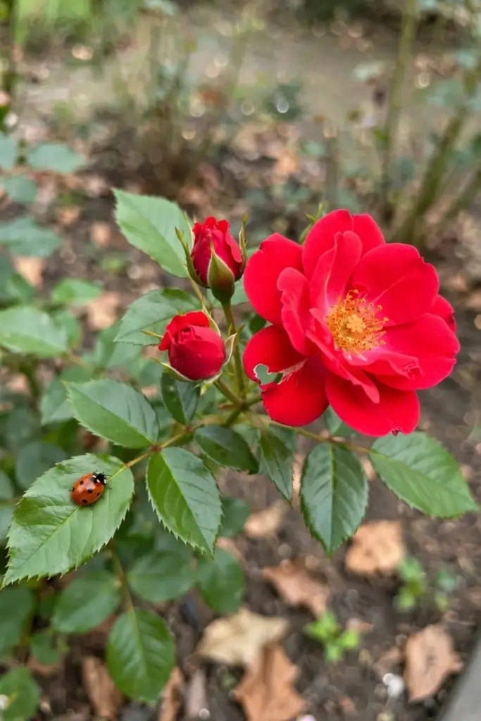 Disease-resistant red roses blooming on healthy canes in fall