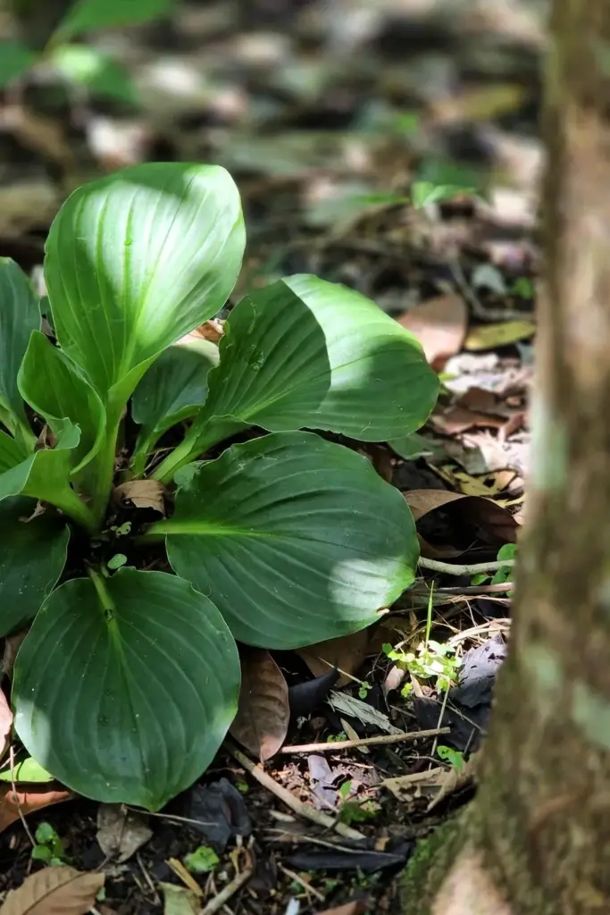 Kencur rosette in dappled shade with hard-edged leaf shadows on the leaves