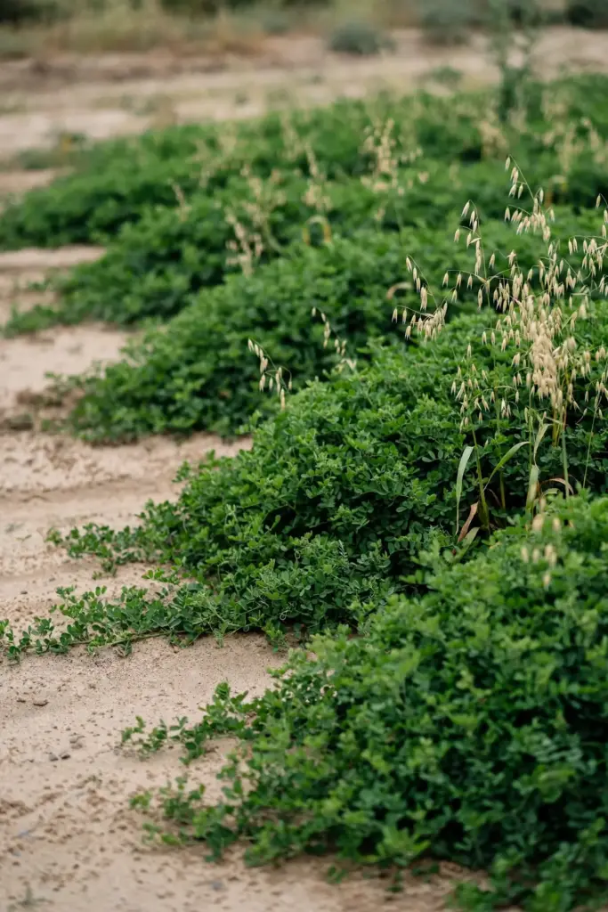 Dense green cover crop in soft rows across sandy soil between cash crops.