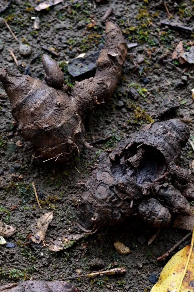 Firm black turmeric rhizome beside a rotted collapsed piece on damp soil