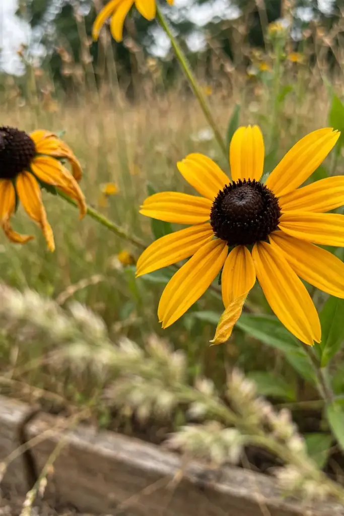 Gold black-eyed Susan blooms with dark brown cones