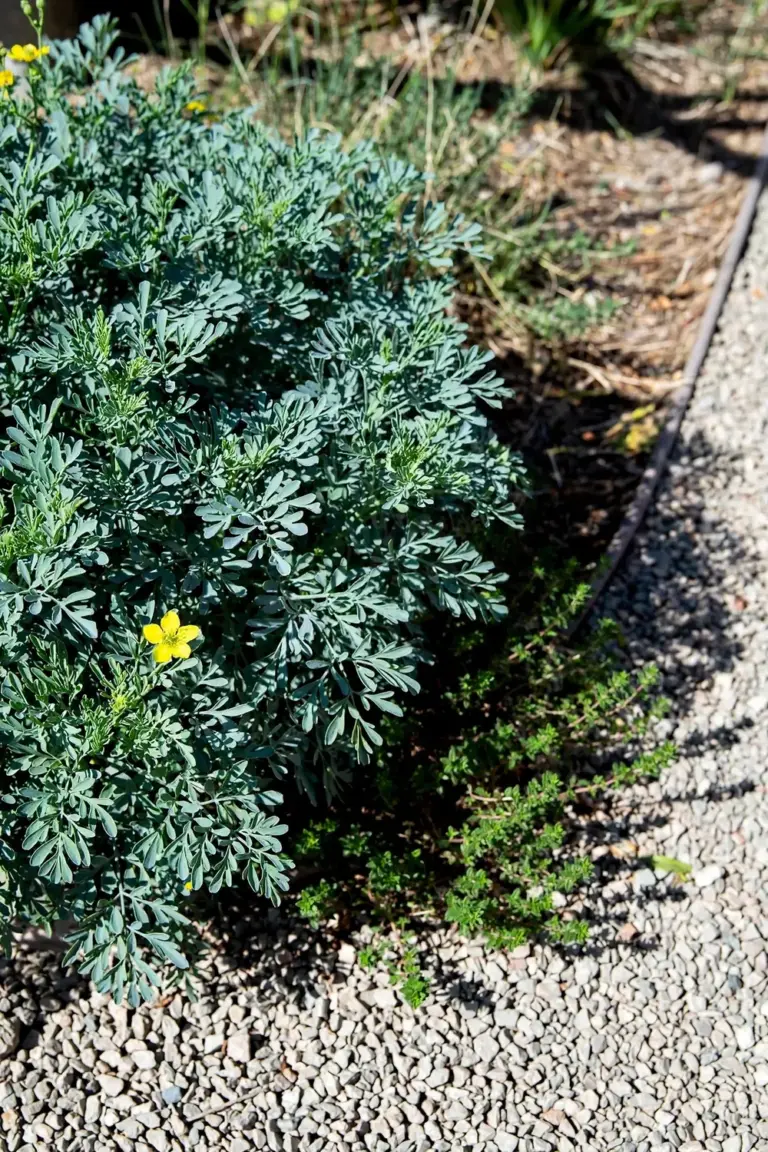Rue shrub with blue-green foliage and small yellow flowers in a dry sunny border